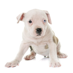 puppy american bulldog