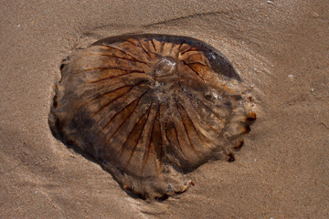 Medusa en la playa