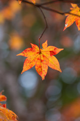 Maple, Texture of yellow, orange and red maple leaves full blossom in Autumn, Japan