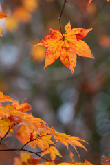 Fototapeta na wymiar Maple, Texture of yellow, orange and red maple leaves full blossom in Autumn, Japan