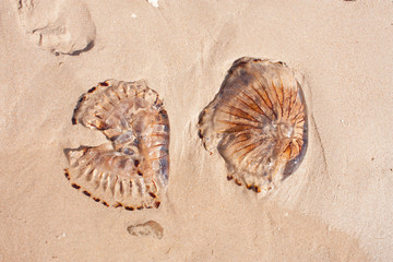 Medusas en la playa