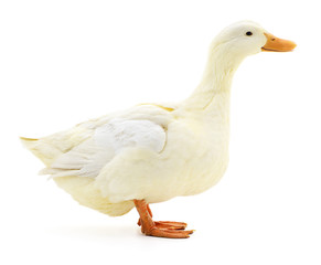 White duck on white.