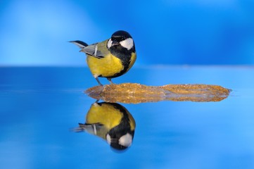 Obraz premium Great tit is reflected in water