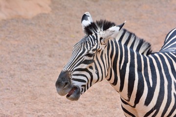 Fototapeta na wymiar Close-up of zebra