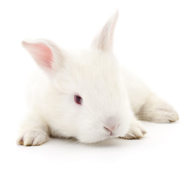 White bunny rabbit.