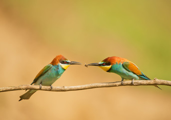 Male bee eater handing over insect to his female, clean background, Hungary, Europe