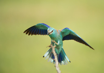 European roller landing on the perch, clean green background, Hungary, Europe