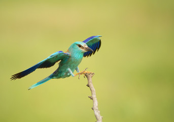 European roller landing on the perch, clean green background, Hungary, Europe