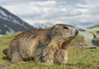 Naklejka na ściany i meble Alpine marmot closeup, with grass in the mouth, Austria, Europe