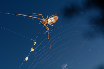 The Spider Moves in her Web / The spider moves in her web in blue sky.