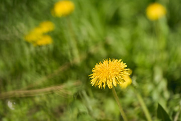 Yellow dandelion blossom