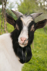Primo piano di un maschio di capra nana tibetana