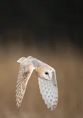 Garden poster Owl Barn owl in flight, with open wings, clean background, Czech Republic, Europe