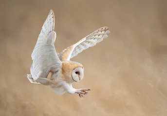 Aluminium Prints Owl Barn owl in flight just before attack, with open wings, clean background, Czech Republic, Europe