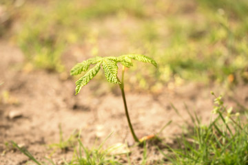Closeup photo of chestnut seedlings