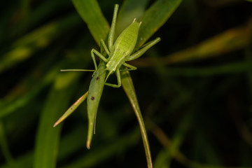 Green Grasshopper / Green grasshopper posing on a leaf