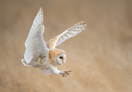 Barn owl in flight just before attack, with open wings, clean background, Czech Republic, Europe