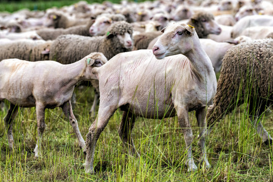 Moutons du Var