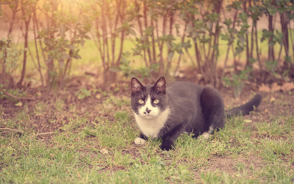 Soft photo of a cat in park