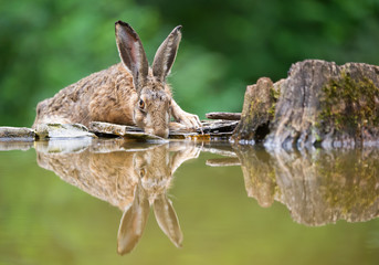 European hare portrait on the rim of drinking pond, with reflection in the water, clean background, Hungary, Europe