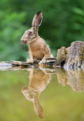 European hare portrait on the rim of drinking pond, licking his mouth,with reflection in the water, clean background, Hungary, Europe