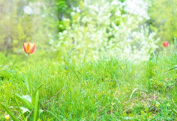 Yellow and red tulips in the park
