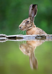European hare portrait on the rim of drinking pond, with reflection in the water, clean background, Hungary, Europe © mzphoto11