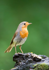 European common robin perching on the stump, clean green background, Hungary, Europe