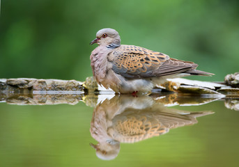 Turtle dove sitting on the rim of drinking pond, with reflection, clean background, Hungary, Europe