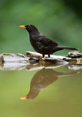 Common blackbird standing on the rim of pond, with reflection and clean green background, Hungary, Europe