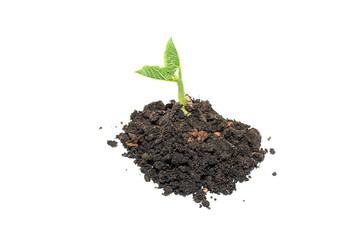 Green sprout grown from the soil heap