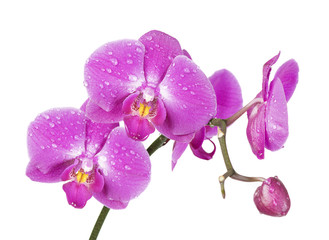 Orchid  isolated on white