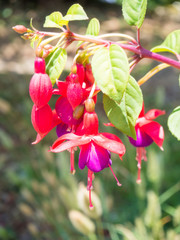 Fuchsia flowers