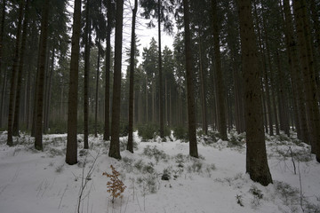 Dark snow forest, Jeseniky, Czech republic