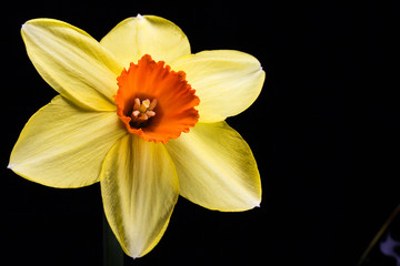 Yellow Daffodil