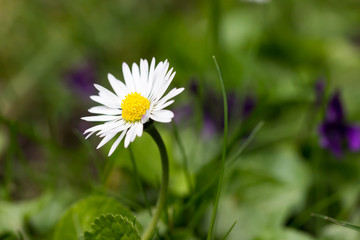 Fototapeta premium Tiny Grass Daisy