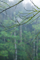 spider web, the white spider web attached on humid tree branch in rain forest nature, Thailand
