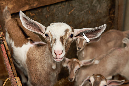 Goat kids in corral on farm