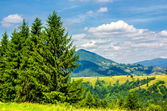 Fototapeta pine forest on a  mountain slope
