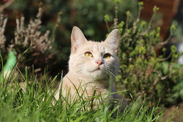 Naklejka na ściany i meble Ginger female cat playing in a garden