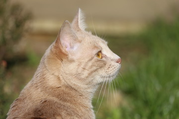 Ginger female cat playing in a garden
