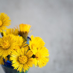 Foalfoot Coltsfoot Tussilago Farfara