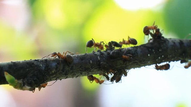 Ants walking on the tree.