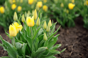 Tulips in spring field