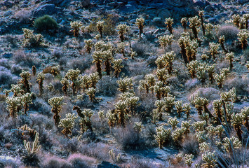 Desert with Cholla Cactus
