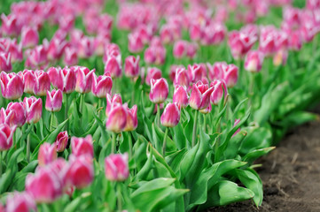 Tulips in spring field