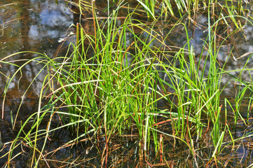 The grass in the water.