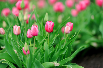 Tulips in spring field