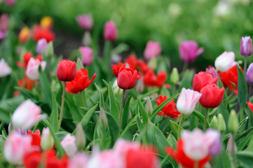 Fototapeta premium Tulips in spring field