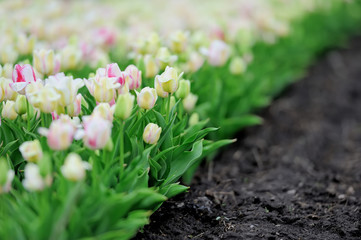 Obraz premium Tulips in spring field